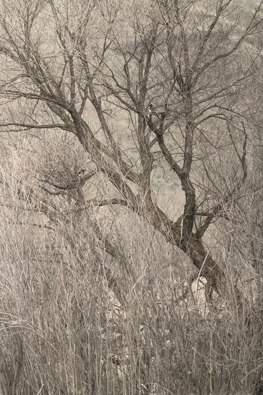 Aticha Tree Mural