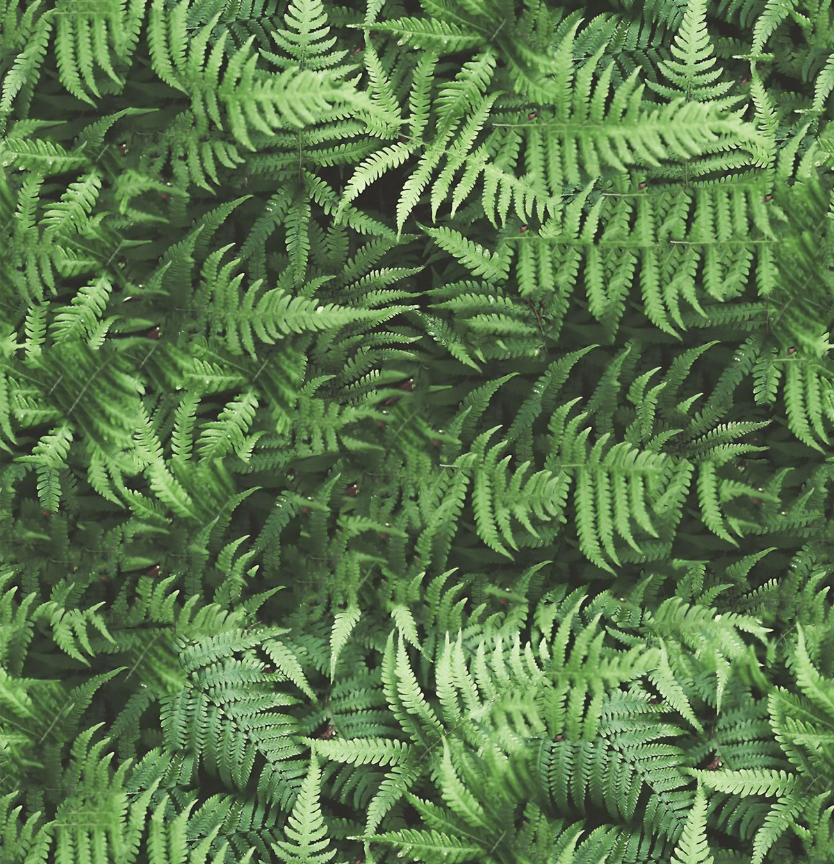 Close-up of a dense patch of green ferns