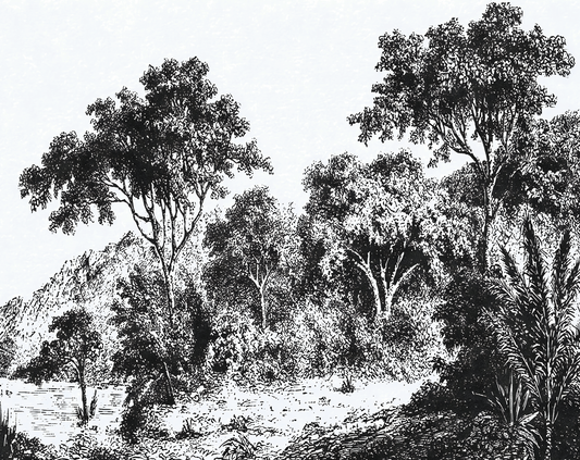 Black and white illustration of a forest landscape with trees and mountains.