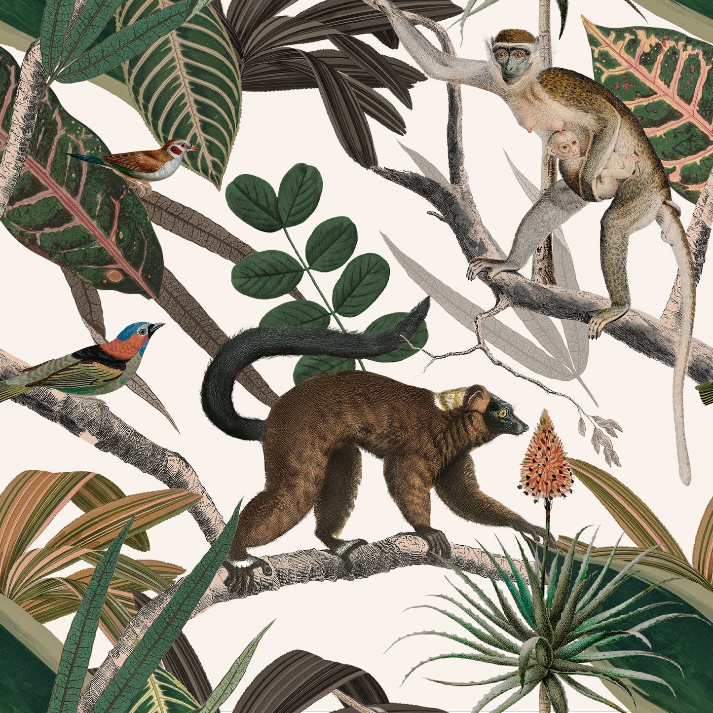 Mandrill Simians Wallpaper