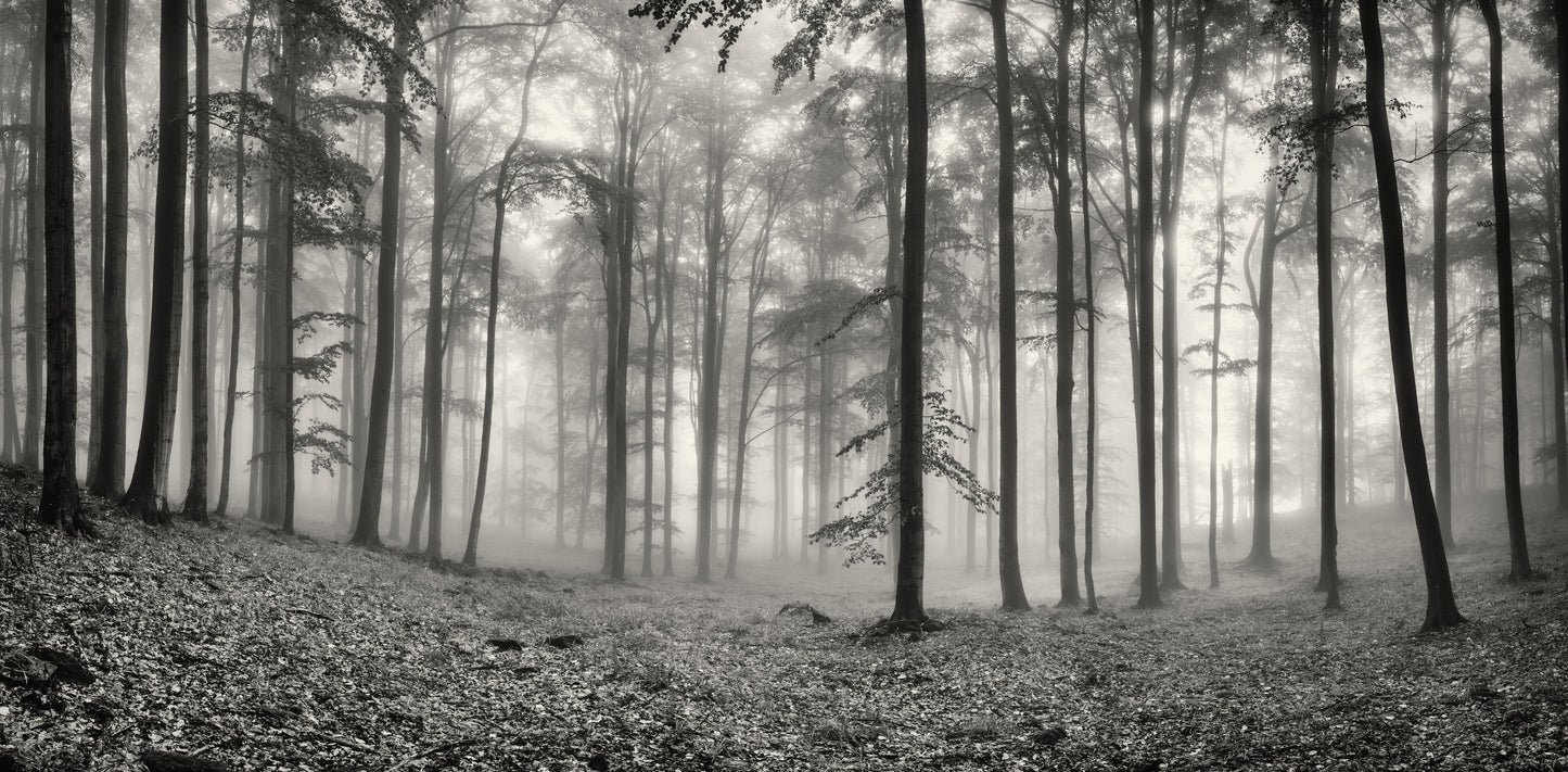Misty Woodland Mural
