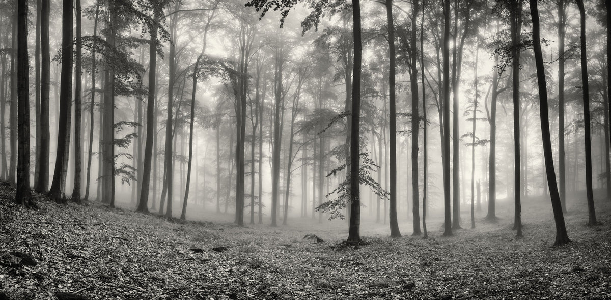 Misty Woodland Mural