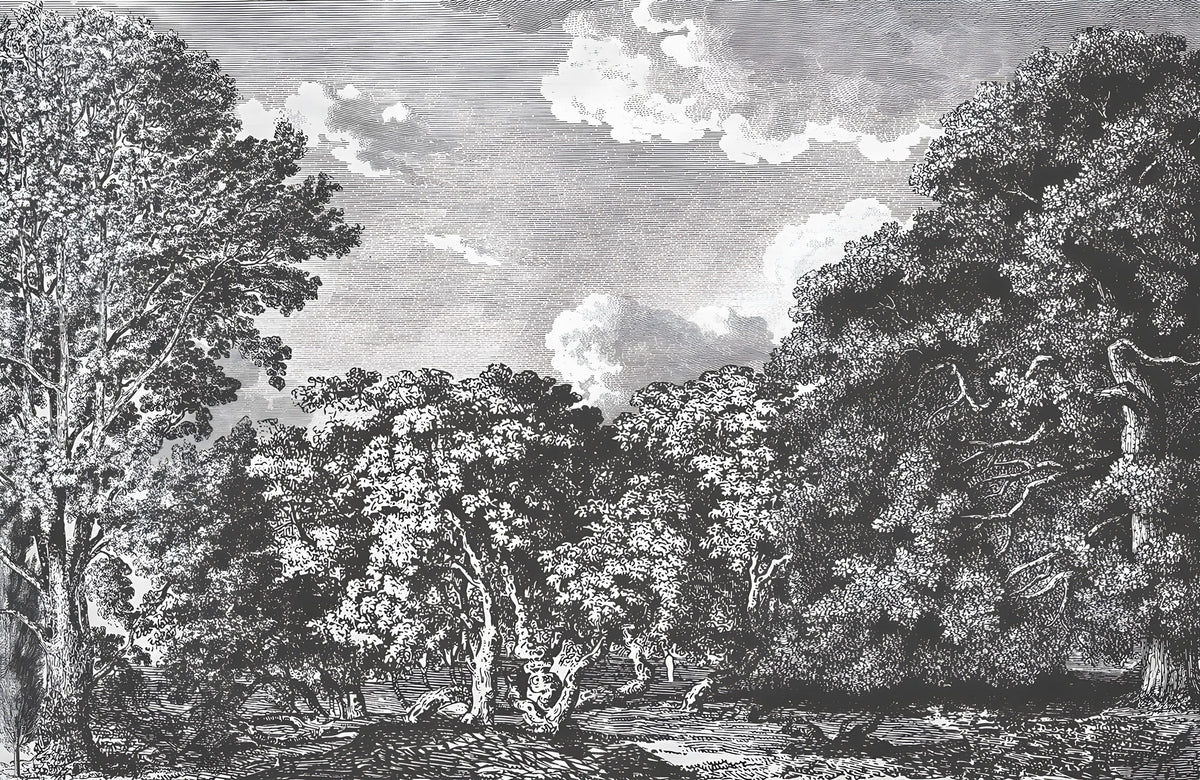 Daintree Forest Mural