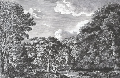 Daintree Forest Mural