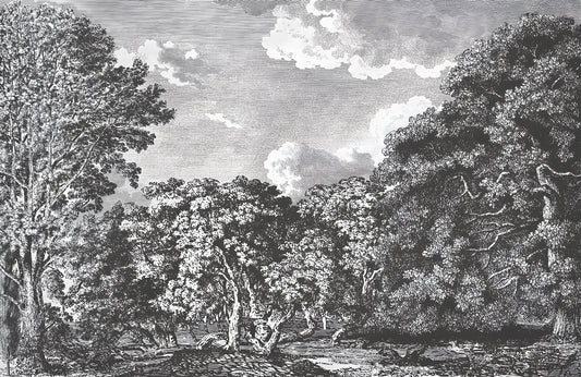Daintree Forest Mural