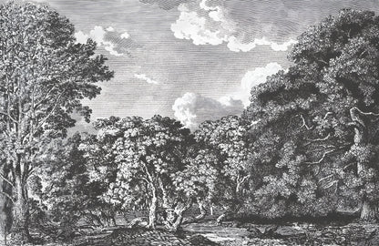 Daintree Forest Mural