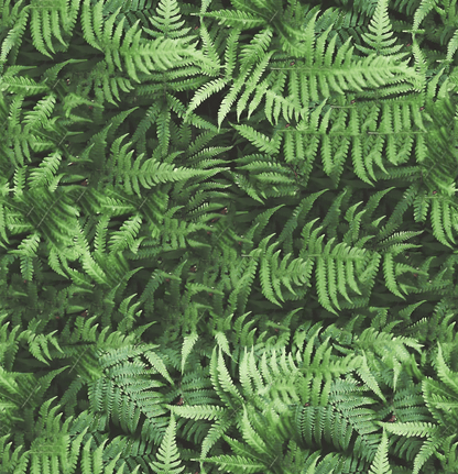 Close-up of a dense patch of green ferns