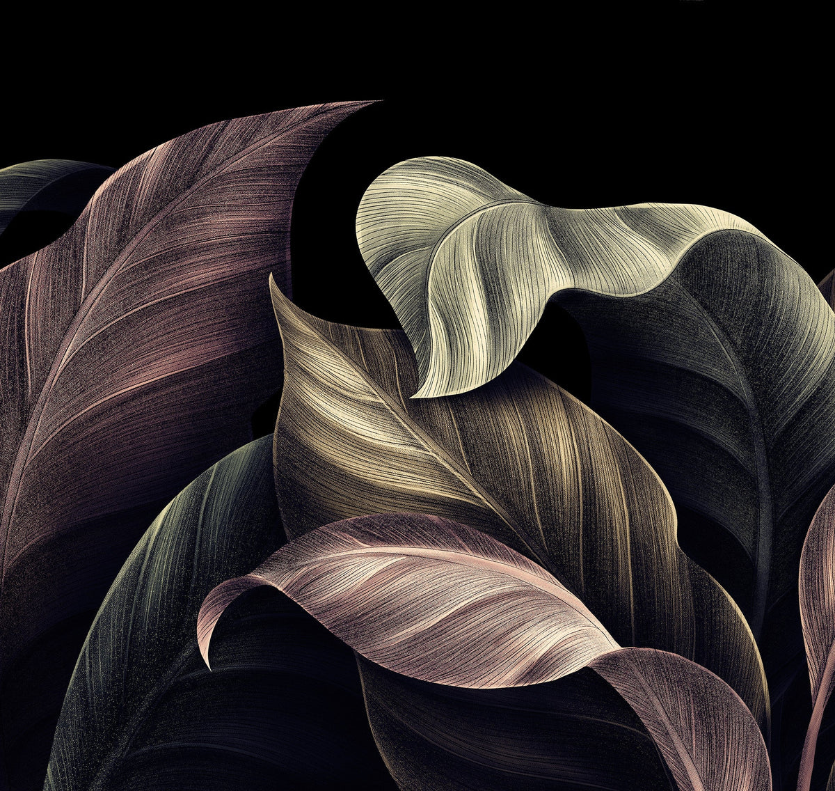 Close-up of wavy leaves with a dark background