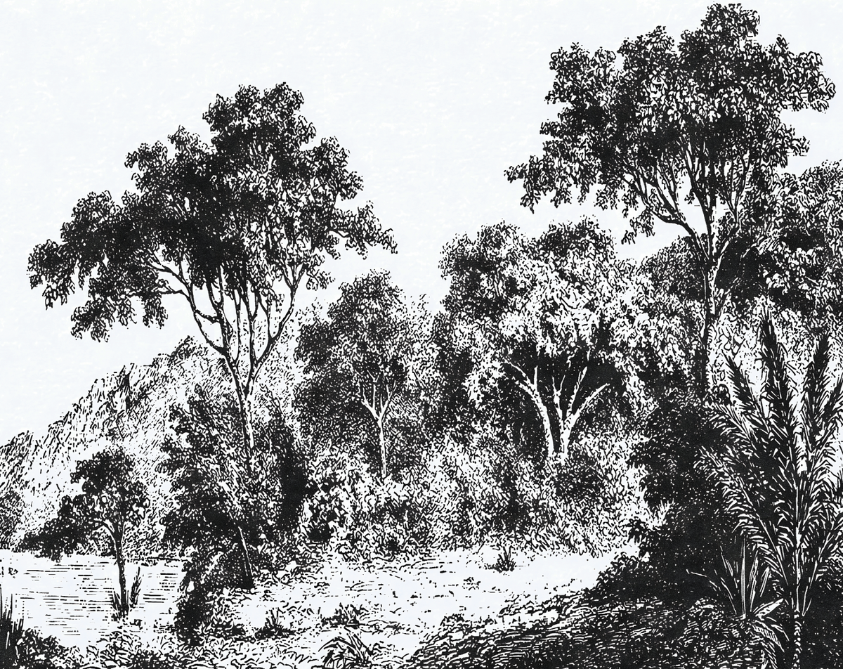Black and white illustration of a forest landscape with trees and mountains.