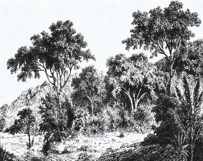 Black and white illustration of a forest landscape with trees and mountains.