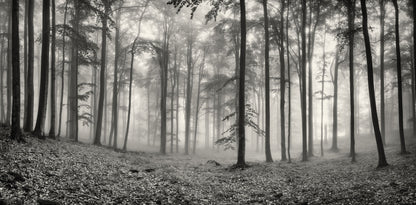 Misty Woodland Mural