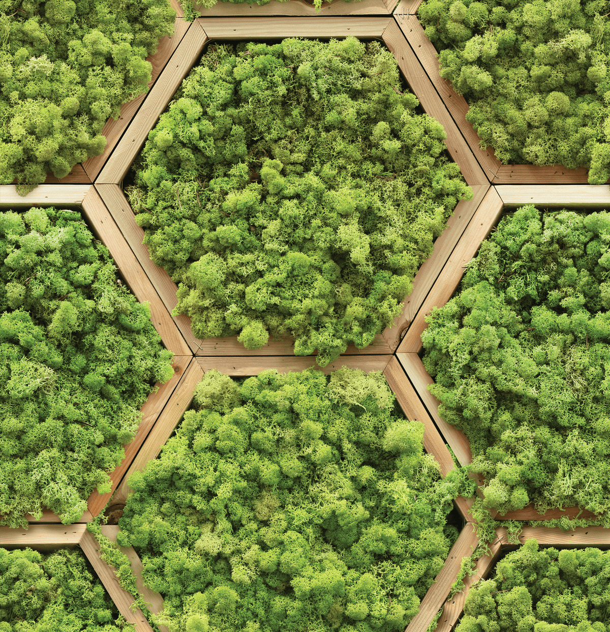 Hexagonal pattern of green moss on a wooden frame